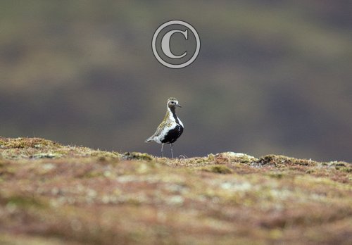 Golden Plover DM1669